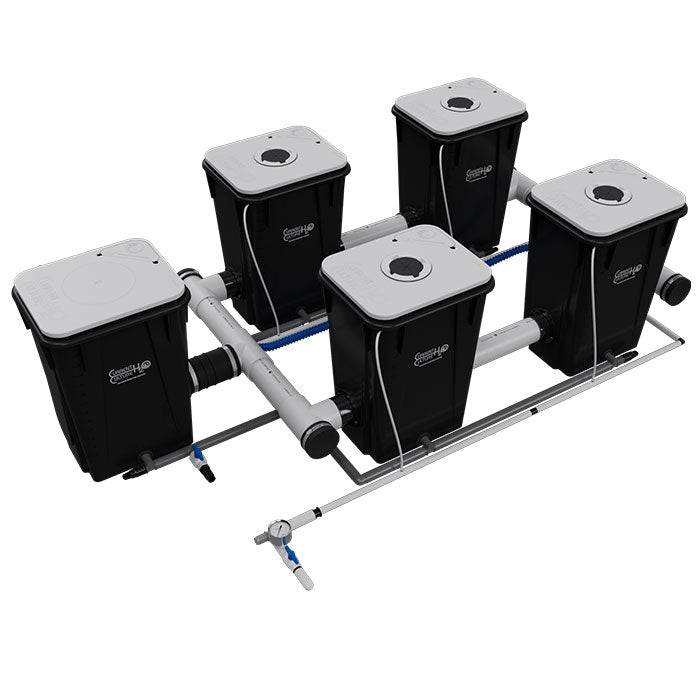 Current Culture Under Current UCXL13 RDWC System setup for hydroponics cultivation