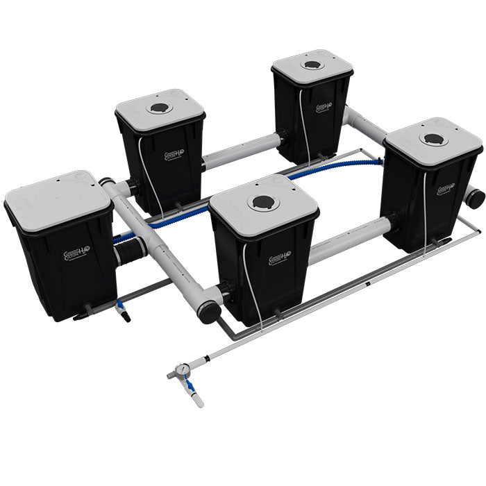 Current Culture Under Current UCXXL13 RDWC System with plants growing in hydroponics setup