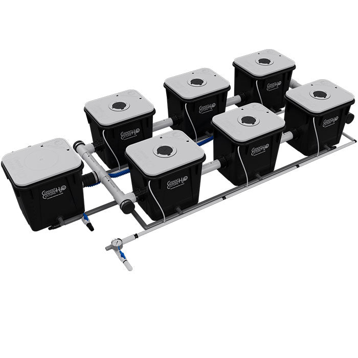 Current Culture Under Current UCXL RDWC System